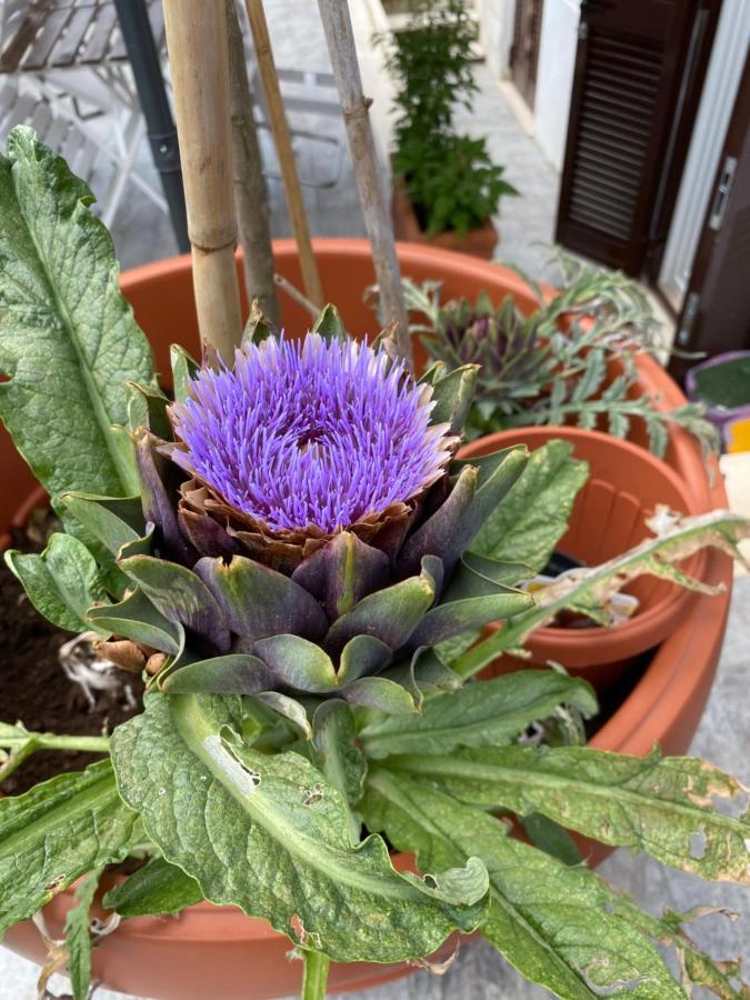 Officinale Rome Apartment, Pineta Sacchetti Eksteriør billede